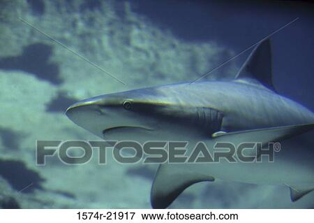 Caribbean Reef Shark underwater View Large Photo Image Stock Photo - Caribbean Reef Shark underwater. Fotosearch