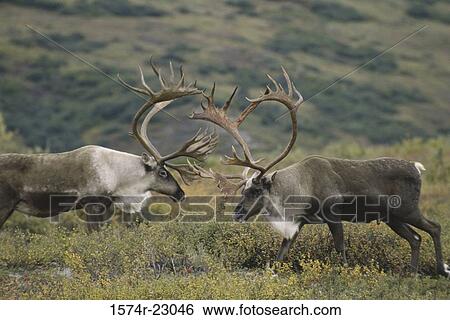 Stock Photograph - Caribou butting horns (Rangifer tarandus). Fotosearch
