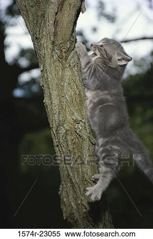 Cat climbing a tree View Large Photo Image Stock Photography - Cat climbing a tree. Fotosearch