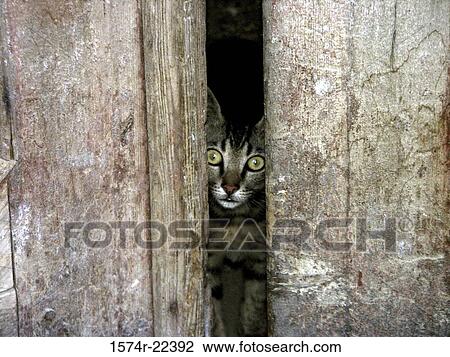 Cat peeking through a narrow slit in a wooden wall View Large Photo Image Stock Image - Cat peeking through a narrow slit in a wooden wall. Fotosearch
