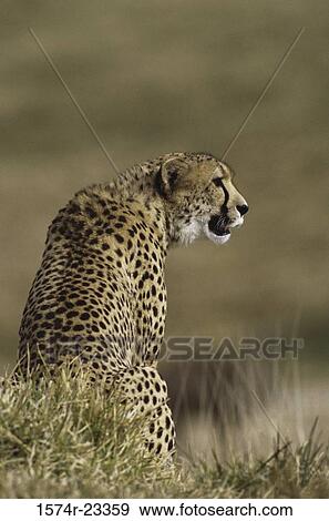 Cheetah sitting in a grassy field, San Diego Wild Animal Park, California, USA View Large Photo Image Stock Photo - Cheetah sitting in a grassy field, San Diego Wild Animal Park, California, USA. Fotosearch