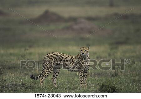 Cheetah standing in a field View Large Photo Image Stock Image - Cheetah standing in a field. Fotosearch