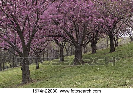 Cherry trees on a grassy hill View Large Photo Image Stock Image - Cherry trees on a grassy hill. Fotosearch