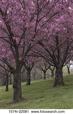 Cherry trees on a grassy hill View Large Photo Image Stock Image - Cherry trees on a grassy hill. Fotosearch