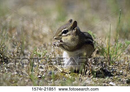Chipmunk eating View Large Photo Image Stock Image - Chipmunk eating. Fotosearch