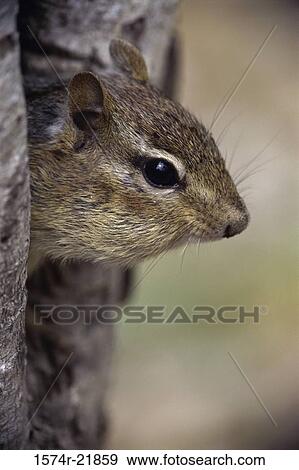 Chipmunk in a tree View Large Photo Image Stock Photo - Chipmunk in a tree. Fotosearch