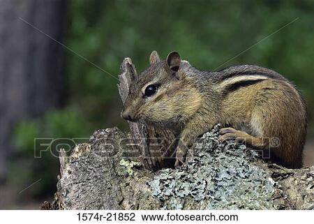 Chipmunk on a rock View Large Photo Image Stock Image - Chipmunk on a rock. Fotosearch