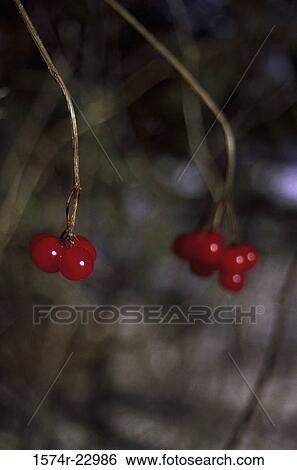 Choke cherries on a plant View Large Photo Image Stock Photograph - Choke cherries on a plant. Fotosearch