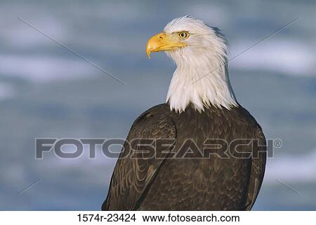 Picture - Close-up of a Bald Eagle, Alaska, USA (Haliaeetus leucocephalus). Fotosearch