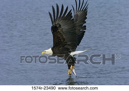 Stock Image - Close-up of a Bald Eagle capturing a fish in its claw (Haliaeetus leucocephalus). Fotosearch