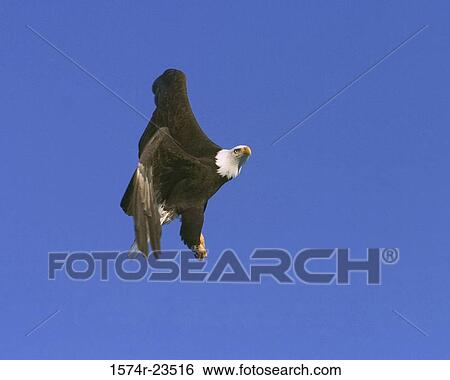 Stock Photograph - Close-up of a Bald Eagle flying in the sky (Haliaeetus leucocephalus). Fotosearch