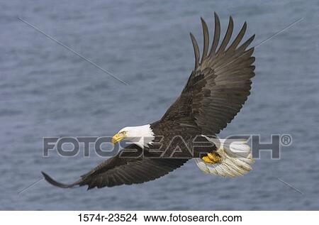 Picture - Close-up of a Bald Eagle flying over the sea (Haliaeetus leucocephalus). Fotosearch