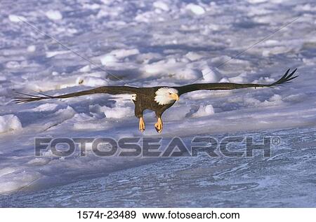 Close-up of a Bald Eagle flying over the sea, Alaska, USA (Haliaeetus leucocephalus) View Large Photo Image Stock Photo - Close-up of a Bald Eagle flying over the sea, Alaska, USA (Haliaeetus leucocephalus). Fotosearch