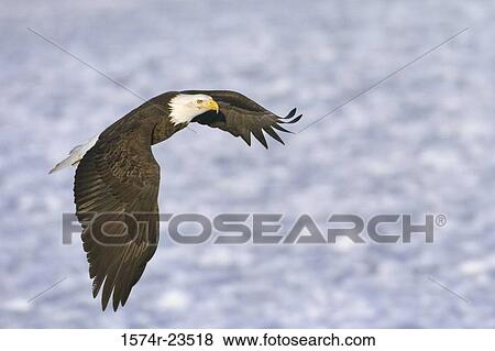 Stock Photo - Close-up of a Bald Eagle flying over the sea, Alaska, USA (Haliaeetus leucocephalus). Fotosearch
