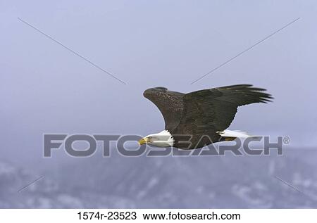 Stock Image - Close-up of a Bald Eagle flying, Alaska, USA (Haliaeetus leucocephalus). Fotosearch