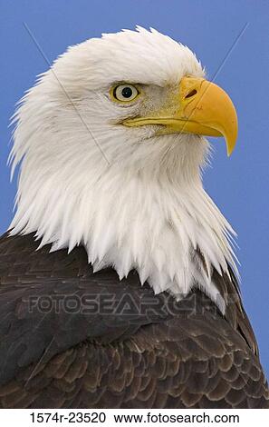 Stock Image - Close-up of a Bald Eagle (Haliaeetus leucocephalus). Fotosearch