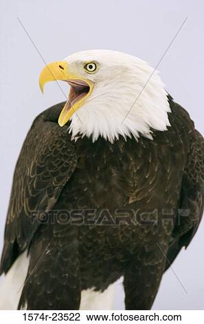 Stock Image - Close-up of a Bald Eagle (Haliaeetus leucocephalus). Fotosearch