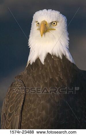 Stock Photo - Close-up of a Bald Eagle (Haliaeetus leucocephalus). Fotosearch