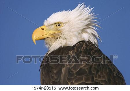 Close-up of a Bald Eagle (Haliaeetus leucocephalus) View Large Photo Image Stock Photography - Close-up of a Bald Eagle (Haliaeetus leucocephalus). Fotosearch