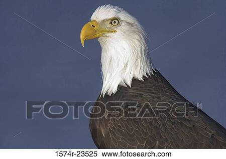 Stock Photography - Close-up of a Bald Eagle (Haliaeetus leucocephalus). Fotosearch