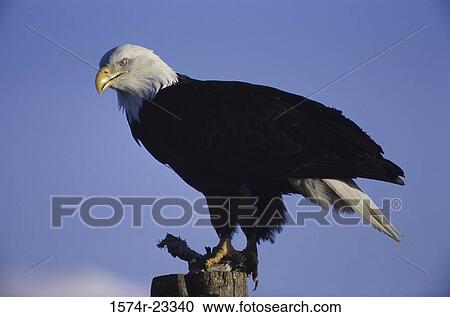 Stock Image - Close-up of a Bald Eagle perched on a wooden post, Alaska, USA. Fotosearch