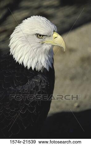 Close-up of a Bald Eagle View Large Photo Image Stock Photo - Close-up of a Bald Eagle. Fotosearch