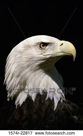 Close-up of a Bald Eagle View Large Photo Image Stock Photo - Close-up of a Bald Eagle. Fotosearch