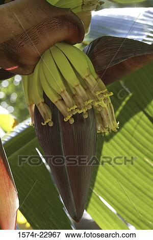 Stock Photo - Close-up of a banana tree. Fotosearch