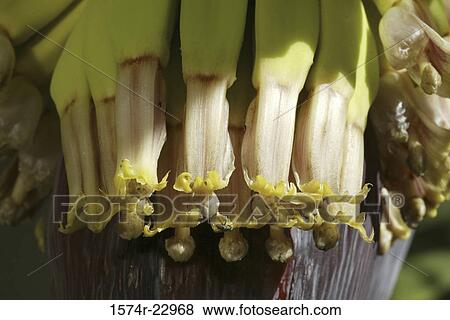Stock Photo - Close-up of a banana tree. Fotosearch