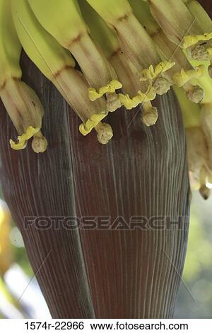 Close-up of a banana tree View Large Photo Image Stock Photograph - Close-up of a banana tree. Fotosearch