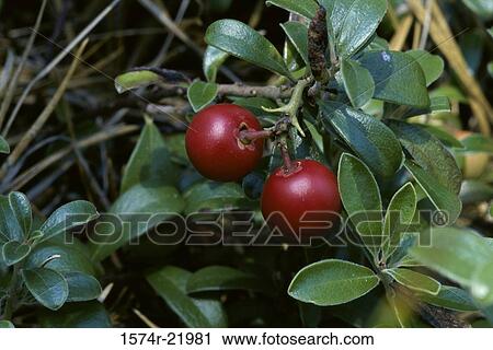Close-up of a bearberries View Large Photo Image Stock Image - Close-up of a bearberries. Fotosearch