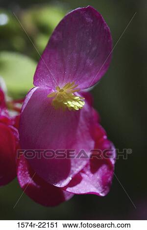 Close-up of a begonia flower View Large Photo Image Stock Image - Close-up of a begonia flower. Fotosearch