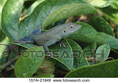 Close-up of a Bermuda Lizard View Large Photo Image Stock Photo - Close-up of a Bermuda Lizard. Fotosearch
