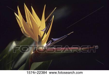 Close-up of a Bird of Paradise View Large Photo Image Picture - Close-up of a Bird of Paradise. Fotosearch