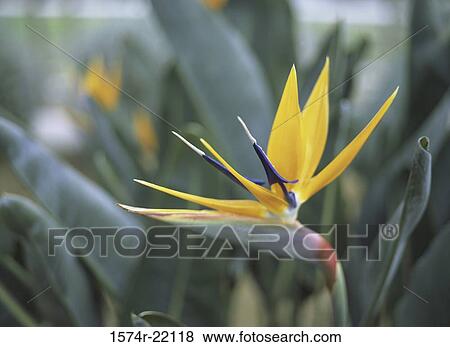 Close-up of a Bird of Paradise View Large Photo Image Stock Photo - Close-up of a Bird of Paradise. Fotosearch