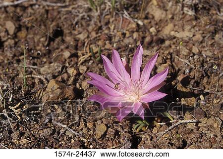 Close-up of a bitterroot flower (Lewisia rediviva) View Large Photo Image Stock Photo - Close-up of a bitterroot flower (Lewisia rediviva). Fotosearch