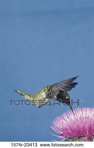 Close-up of a Black-chinned Hummingbird feeding on a flower (Archilochus alexandri) View Large Photo Image Stock Image - Close-up of a Black-chinned Hummingbird feeding on a flower (Archilochus alexandri). Fotosearch