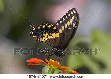 Stock Image - Close-up of a Black Swallowtail Butterfly on a flower pollinating (Papilio polyxenes). Fotosearch