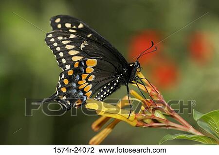 Close-up of a Black Swallowtail Butterfly on a flower pollinating (Papilio polyxenes) View Large Photo Image Stock Image - Close-up of a Black Swallowtail Butterfly on a flower pollinating (Papilio polyxenes). Fotosearch