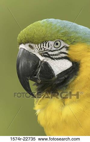 Stock Photography - Close-up of a Blue and Yellow Macaw. Fotosearch