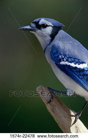 Close-up of a Blue Jay View Large Photo Image Stock Photo - Close-up of a Blue Jay. Fotosearch
