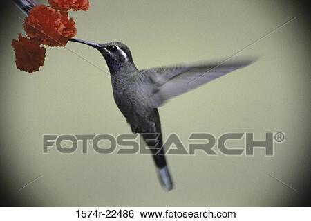 Close-up of a Blue-throated Hummingbird, Arizona, USA View Large Photo Image Stock Photograph - Close-up of a Blue-throated Hummingbird, Arizona, USA. Fotosearch