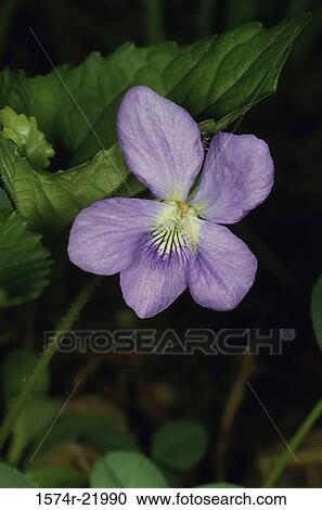 Close-up of a Blue Violet flower View Large Photo Image Stock Image - Close-up of a Blue Violet flower. Fotosearch