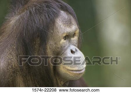 Stock Photo - Close-up of a Borneo Orangutan. Fotosearch