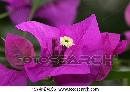 Stock Photography - Close-up of a bougainvillea flower. Fotosearch