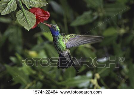Close-up of a Broad-billed Hummingbird, Arizona, USA View Large Photo Image Picture - Close-up of a Broad-billed Hummingbird, Arizona, USA. Fotosearch