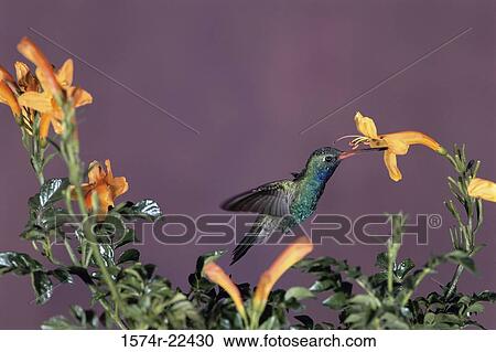 Close-up of a Broad-billed Hummingbird (Cynanthus latirostris) View Large Photo Image Stock Image - Close-up of a Broad-billed Hummingbird (Cynanthus latirostris). Fotosearch