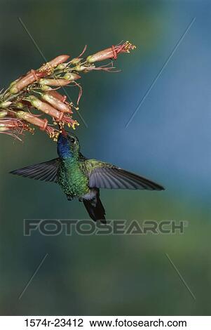 Close-up of a Broad-billed Hummingbird feeding on a flower (Cynanthus latirostris) View Large Photo Image Stock Image - Close-up of a Broad-billed Hummingbird feeding on a flower (Cynanthus latirostris). Fotosearch