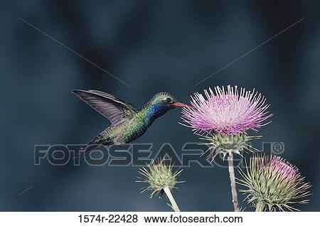 Close-up of a Broad-billed Hummingbird (Cynanthus latirostris) View Large Photo Image Stock Photo - Close-up of a Broad-billed Hummingbird (Cynanthus latirostris). Fotosearch