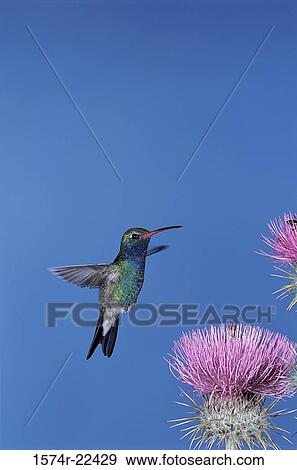 Stock Photo - Close-up of a Broad-billed Hummingbird (Cynanthus latirostris). Fotosearch